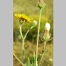 Crepis rhoeadifolia (pępawa makolistna)
