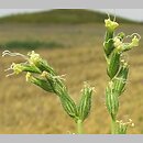 Silene dichotoma (lepnica dwudzielna)