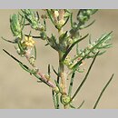 Kochia laniflora (mietelnik piaskowy)