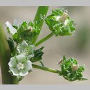 Malva pusilla (ślaz niziutki)
