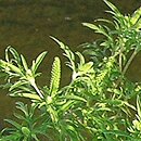 Ambrosia psilostachya (ambrozja zachodnia)