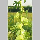 Alcea rugosa (malwa pomarszczona)