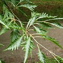 Fagus sylvatica s.str. Laciniata