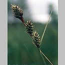 Carex buxbaumii agg. (turzyca Buxbauma agg.)