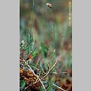 Carex chordorrhiza (turzyca strunowa)
