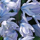 Scilla mischtschenkoana (cebulica Miszczenki)