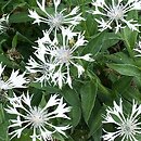 Centaurea montana (chaber górski)