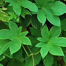 Humulus scandens (chmiel japoński)