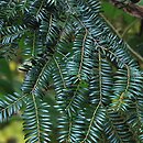 Taxus celebica