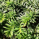 Taxus cuspidata Nana