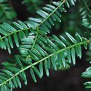 Taxus baccata Adpressa