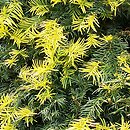 Taxus baccata Aurea Decora