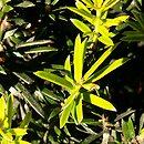 Taxus baccata Aurea Hoseri