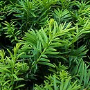 Taxus baccata Aurea