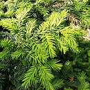 Taxus baccata Repandens