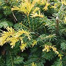Taxus baccata Brzeg