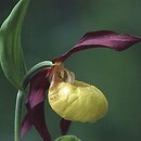 Cypripedium calceolus (obuwik pospolity)