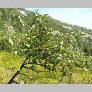Padus petraea (czeremcha skalna)