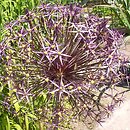 Allium cristophii (czosnek białawy)