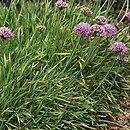 Allium senescens ssp. glaucum (czosnek sinawy)