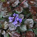 Ajuga reptans Black Scallop