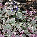 Ajuga reptans Burgundy Glow