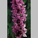 Dactylorhiza baltica (kukułka bałtycka)