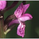 Dactylorhiza incarnata ssp. incarnata (kukułka krwista typowa)