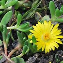 Delosperma nubigenum (słonecznica nubijska)