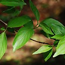 Cornus drummondii (dereń Drummonda)