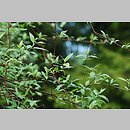 Cornus obliqua (dereń ukośny)