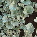 Dichondra argentea (dichondra srebrzysta)