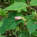 Dipelta ventricosa (dwutarczka brzuchata)