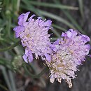 Scabiosa graminifolia (driakiew trwolistna)