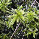 Climacium dendroides (drabik drzewkowaty)