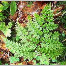 Cystopteris sudetica (paprotnica sudecka)