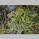 Diphasiastrum issleri (widlicz Isslera)