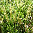 Diphasiastrum zeilleri (widlicz Zeillera)