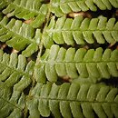 Dryopteris borreri (nerecznica Borrera)