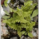 Dryopteris villarii (nerecznica Villara)
