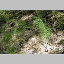 Equisetum pratense (skrzyp łąkowy)