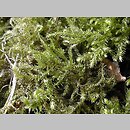 Brachytheciaceae (krótkoszowate)