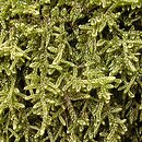 Hypnaceae (rokietowate)