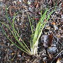Isoetes echinospora (poryblin kolczasty)