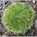 Leucobryum (bielistka)