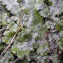 Marchantiophyta (wątrobowce)