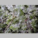 Marchantiaceae (porostnicowate)