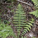Oreopteris limbosperma (zaproć górska)