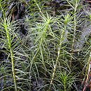 Polytrichum (płonnik)