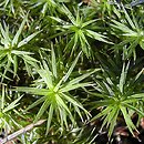Polytrichaceae (płonnikowate)